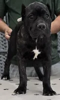 AKC & ICCF - Morganza x Lawman - White Collar Girl, a female Cane Corso for sale in Gorman, TX – 2 of 4