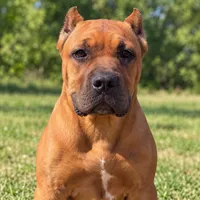 AKC & ICCF - Brea x Chief - Light Blue Collar Girl, a female Cane Corso for sale in Gorman, TX – 1 of 7