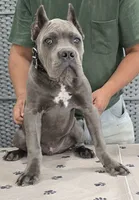 AKC & ICCF - Vera x Lawman - Black Collar Boy, a male Cane Corso for sale in Gorman, TX – 3 of 3