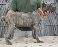 AKC & ICCF - Vera x Lawman - Orange Collar Boy, a male Cane Corso for sale in Gorman, TX – 4 of 5