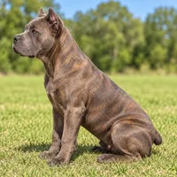 AKC & ICCF - Brea x Chief - Dark Pink Collar Girl, a female Cane Corso for sale in Gorman, TX – 5 of 7