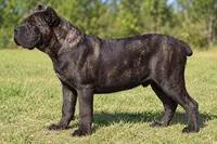 AKC & ICCF - Brea x Chief - Green Collar Male, a male Cane Corso for sale in Gorman, TX – 2 of 4