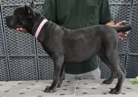 AKC & ICCF - Vera x Lawman - Light Pink Collar Girl, a female Cane Corso for sale in Gorman, TX – 3 of 4