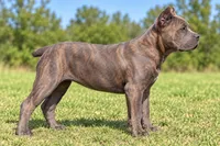 AKC & ICCF - Brea x Chief - Dark Pink Collar Girl, a female Cane Corso for sale in Gorman, TX – 2 of 7