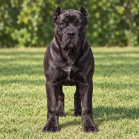 AKC & ICCF - Brea x Chief - Green Collar Male, a male Cane Corso for sale in Gorman, TX – 4 of 4