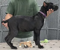 AKC & ICCF - Vera x Lawman - Purple Collar Girl, a female Cane Corso for sale in Gorman, TX – 3 of 4