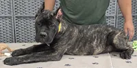 AKC & ICCF - Vera x Lawman - Yellow Collar Girl, a female Cane Corso for sale in Gorman, TX – 3 of 6