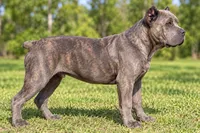 AKC & ICCF - Brea x Chief - Light Pink Collar Girl, a female Cane Corso for sale in Gorman, TX – 3 of 7
