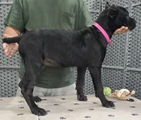AKC & ICCF - Vera x Lawman - Hot Pink Collar Girl, a female Cane Corso for sale in Gorman, TX – 4 of 4