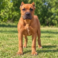 AKC & ICCF - Brea x Chief - Light Blue Collar Girl, a female Cane Corso for sale in Gorman, TX – 5 of 7