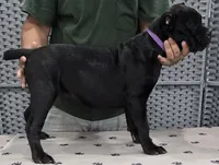 AKC & ICCF - Morganza x Lawman - Purple Collar Girl, a female Cane Corso for sale in Gorman, TX – 4 of 5