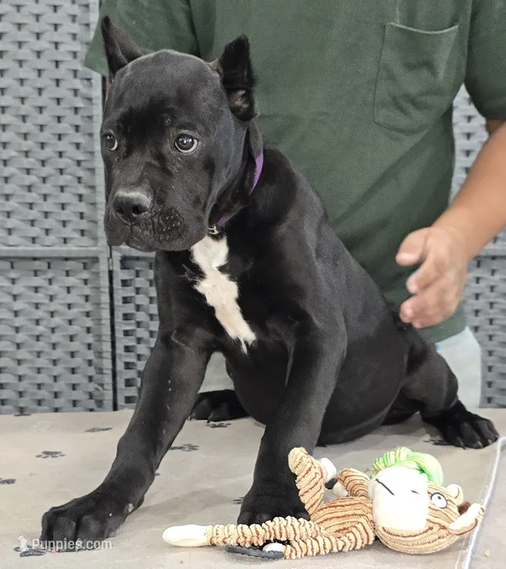 AKC & ICCF - Vera x Lawman - Purple Collar Girl – Cane Corso puppy for sale in Gorman, TX
