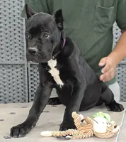 AKC & ICCF - Vera x Lawman - Purple Collar Girl, a female Cane Corso for sale in Gorman, TX – 1 of 4