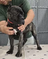 AKC & ICCF - Vera x Lawman - Red Collar Boy, a male Cane Corso for sale in Gorman, TX – 3 of 5
