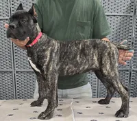 AKC & ICCF - Vera x Lawman - Red Collar Boy, a male Cane Corso for sale in Gorman, TX – 4 of 5