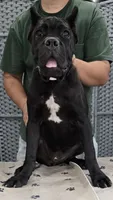 AKC & ICCF - Lawman X Dusty - White Collar Girl, a female Cane Corso for sale in Gorman, TX – 2 of 4