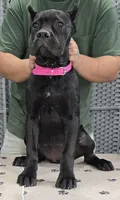 AKC & ICCF - Vera x Lawman - Hot Pink Collar Girl, a female Cane Corso for sale in Gorman, TX – 2 of 4