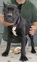 AKC & ICCF - Vera x Lawman - Purple Collar Girl, a female Cane Corso for sale in Gorman, TX – 4 of 4