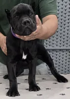 AKC & ICCF - Morganza x Lawman - Purple Collar Girl, a female Cane Corso for sale in Gorman, TX – 5 of 5