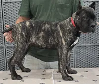 AKC & ICCF - Vera x Lawman - Red Collar Boy, a male Cane Corso for sale in Gorman, TX – 5 of 5