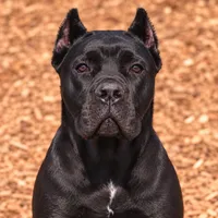 AKC - Sarge x Amira - Yellow Collar Female, a female Cane Corso for sale in Gorman, TX – 6 of 6