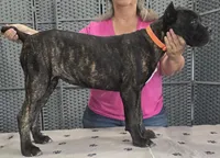 AKC & ICCF - Ice x Lawman - Orange Collar Girl, a female Cane Corso for sale in Gorman, TX – 4 of 4