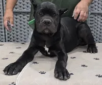 AKC & ICCF - Morganza x Lawman - Green Collar Boy, a male Cane Corso for sale in Gorman, TX – 2 of 4