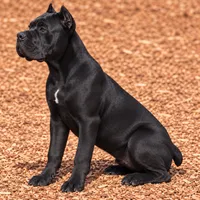 AKC - Sarge x Amira - Yellow Collar Female, a female Cane Corso for sale in Gorman, TX – 3 of 6
