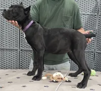 AKC & ICCF - Vera x Lawman - Purple Collar Girl, a female Cane Corso for sale in Gorman, TX – 2 of 4
