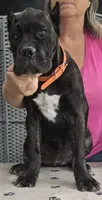AKC & ICCF - Ice x Lawman - Orange Collar Girl, a female Cane Corso for sale in Gorman, TX – 2 of 4