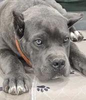 AKC & ICCF - Morganza x Lawman - Orange Collar Boy, a male Cane Corso for sale in Gorman, TX – 3 of 4