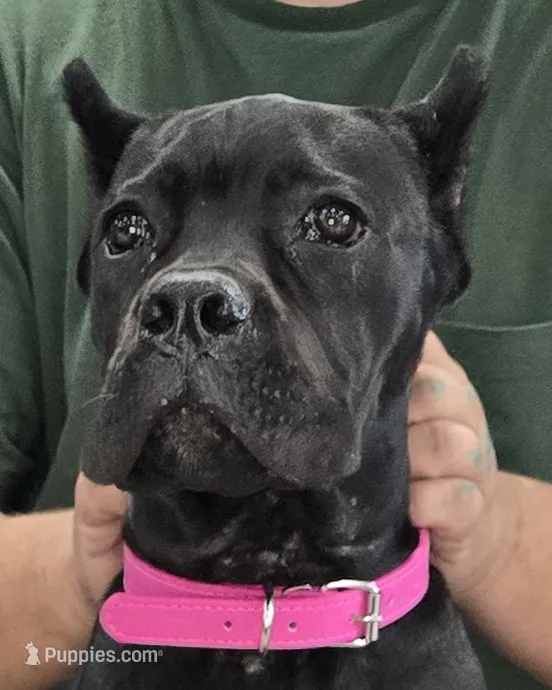 AKC & ICCF - Vera x Lawman - Hot Pink Collar Girl – Cane Corso puppy for sale in Gorman, TX