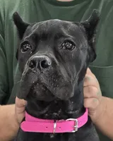 AKC & ICCF - Vera x Lawman - Hot Pink Collar Girl, a female Cane Corso for sale in Gorman, TX – 1 of 4