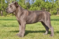 AKC & ICCF - Brea x Chief - Light Pink Collar Girl, a female Cane Corso for sale in Gorman, TX – 2 of 7
