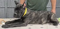 AKC & ICCF - Vera x Lawman - Yellow Collar Girl, a female Cane Corso for sale in Gorman, TX – 4 of 6