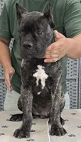 AKC & ICCF - Vera x Lawman - Red Collar Boy, a male Cane Corso for sale in Gorman, TX – 2 of 5