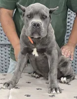 AKC & ICCF - Morganza x Lawman - Orange Collar Boy, a male Cane Corso for sale in Gorman, TX – 1 of 4