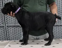 AKC & ICCF - Morganza x Lawman - Purple Collar Girl, a female Cane Corso for sale in Gorman, TX – 3 of 5