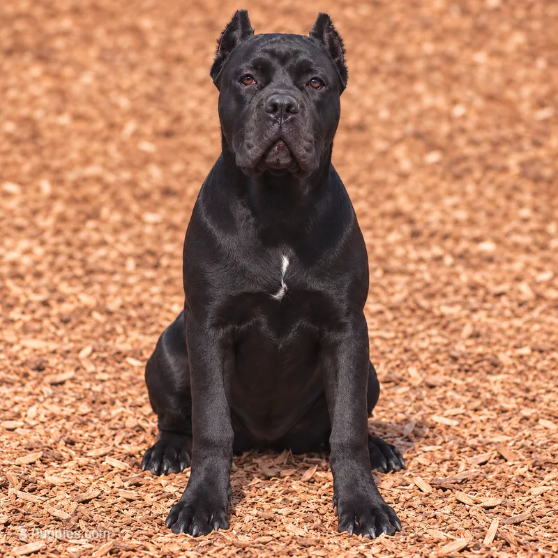 AKC - Sarge x Amira - Yellow Collar Female – Cane Corso puppy for sale in Gorman, TX