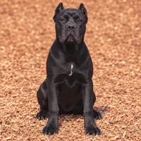 AKC - Sarge x Amira - Yellow Collar Female, a female Cane Corso for sale in Gorman, TX – 1 of 6