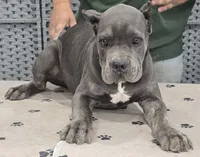 AKC & ICCF - Morganza x Lawman - Tan Collar Boy, a male Cane Corso for sale in Gorman, TX – 2 of 5