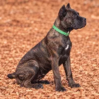 AKC & ICCF - Keke x Fumo - Green Collar Girl, a female Cane Corso for sale in Gorman, TX – 6 of 7