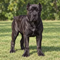 AKC & ICCF - Brea x Chief - Green Collar Male, a male Cane Corso for sale in Gorman, TX – 1 of 4