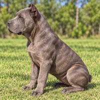 AKC & ICCF - Brea x Chief - Light Pink Collar Girl, a female Cane Corso for sale in Gorman, TX – 7 of 7