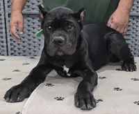 AKC & ICCF - Morganza x Lawman - Green Collar Boy, a male Cane Corso for sale in Gorman, TX – 1 of 4