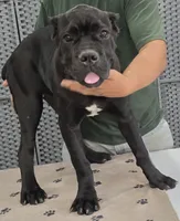 AKC & ICCF - Lawman X Dusty - White Collar Girl, a female Cane Corso for sale in Gorman, TX – 3 of 4