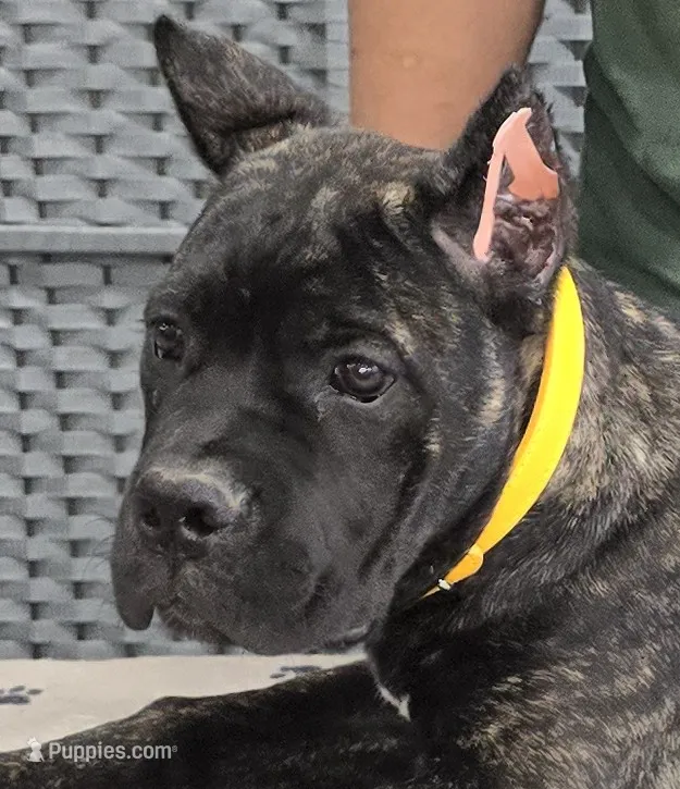 AKC & ICCF - Vera x Lawman - Yellow Collar Girl – Cane Corso puppy for sale in Gorman, TX