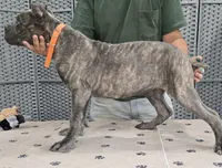 AKC & ICCF - Vera x Lawman - Orange Collar Boy, a male Cane Corso for sale in Gorman, TX – 5 of 5