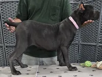 AKC & ICCF - Vera x Lawman - Light Pink Collar Girl, a female Cane Corso for sale in Gorman, TX – 4 of 4