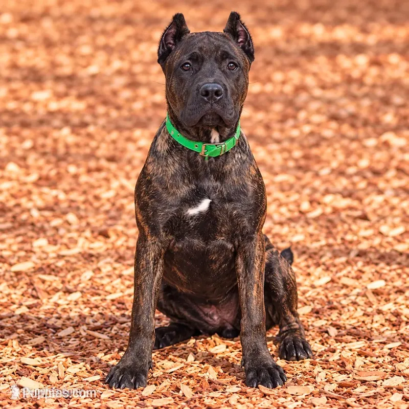 AKC & ICCF - Keke x Fumo - Green Collar Girl – Cane Corso puppy for sale in Gorman, TX